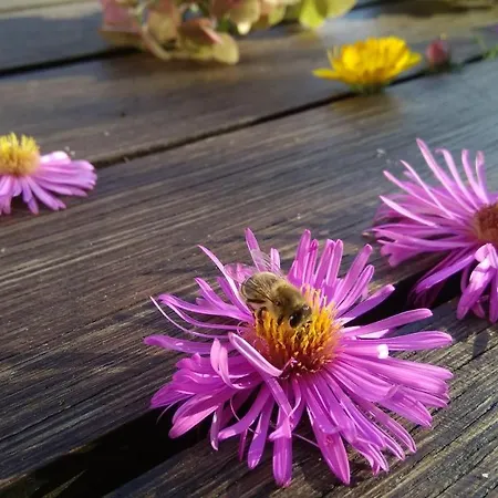 Haus Flora Am Kaiser