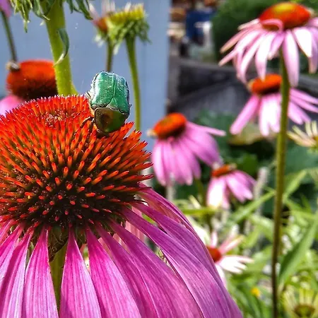 Haus Flora Am Kaiser 公寓